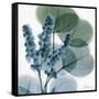 Lilly of Eucalyptus-Albert Koetsier-Framed Stretched Canvas