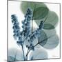 Lilly of Eucalyptus-Albert Koetsier-Mounted Premium Giclee Print