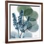 Lilly of Eucalyptus-Albert Koetsier-Framed Premium Giclee Print