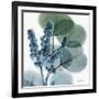 Lilly of Eucalyptus-Albert Koetsier-Framed Premium Giclee Print