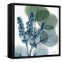 Lilly of Eucalyptus-Albert Koetsier-Framed Stretched Canvas