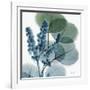 Lilly of Eucalyptus-Albert Koetsier-Framed Giclee Print