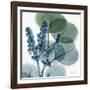 Lilly of Eucalyptus-Albert Koetsier-Framed Giclee Print