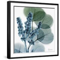 Lilly of Eucalyptus-Albert Koetsier-Framed Giclee Print