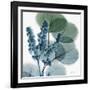 Lilly of Eucalyptus-Albert Koetsier-Framed Giclee Print