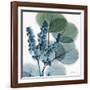 Lilly of Eucalyptus-Albert Koetsier-Framed Giclee Print