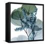 Lilly of Eucalyptus-Albert Koetsier-Framed Stretched Canvas