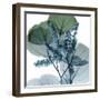 Lilly of Eucalyptus-Albert Koetsier-Framed Art Print