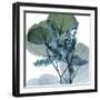 Lilly of Eucalyptus-Albert Koetsier-Framed Art Print