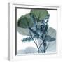 Lilly of Eucalyptus-Albert Koetsier-Framed Art Print