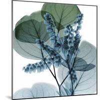 Lilly of Eucalyptus-Albert Koetsier-Mounted Art Print