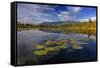 Lilly pads and Swan Range reflects into McWennger Slough, Kalispell, Montana, USA-Chuck Haney-Framed Stretched Canvas