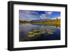 Lilly pads and Swan Range reflects into McWennger Slough, Kalispell, Montana, USA-Chuck Haney-Framed Photographic Print