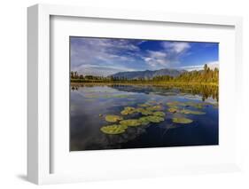 Lilly pads and Swan Range reflects into McWennger Slough, Kalispell, Montana, USA-Chuck Haney-Framed Photographic Print