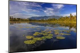 Lilly pads and Swan Range reflects into McWennger Slough, Kalispell, Montana, USA-Chuck Haney-Mounted Photographic Print