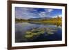 Lilly pads and Swan Range reflects into McWennger Slough, Kalispell, Montana, USA-Chuck Haney-Framed Photographic Print