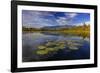 Lilly pads and Swan Range reflects into McWennger Slough, Kalispell, Montana, USA-Chuck Haney-Framed Photographic Print