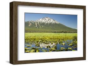 Lilly pads, marsh at Dutchman Flats, near Sparks Lake, Eastern Oregon, USA-Stuart Westmorland-Framed Photographic Print