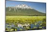 Lilly pads, marsh at Dutchman Flats, near Sparks Lake, Eastern Oregon, USA-Stuart Westmorland-Mounted Photographic Print