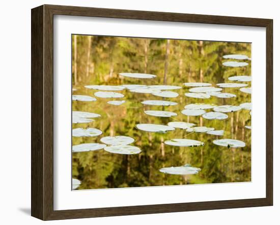 Lilly Pads Reflect in Lake in the Flathead National Forest, Montana, USA-Chuck Haney-Framed Premium Photographic Print