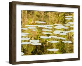 Lilly Pads Reflect in Lake in the Flathead National Forest, Montana, USA-Chuck Haney-Framed Premium Photographic Print