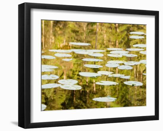 Lilly Pads Reflect in Lake in the Flathead National Forest, Montana, USA-Chuck Haney-Framed Premium Photographic Print