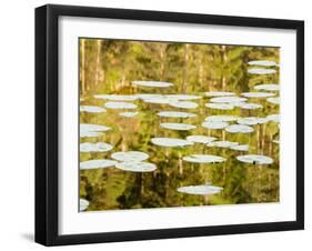 Lilly Pads Reflect in Lake in the Flathead National Forest, Montana, USA-Chuck Haney-Framed Premium Photographic Print