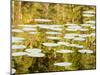 Lilly Pads Reflect in Lake in the Flathead National Forest, Montana, USA-Chuck Haney-Mounted Premium Photographic Print