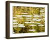 Lilly Pads Reflect in Lake in the Flathead National Forest, Montana, USA-Chuck Haney-Framed Photographic Print