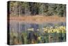 Lilly Pads Reflected in Lake-Latitude 59 LLP-Stretched Canvas