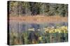 Lilly Pads Reflected in Lake-Latitude 59 LLP-Stretched Canvas