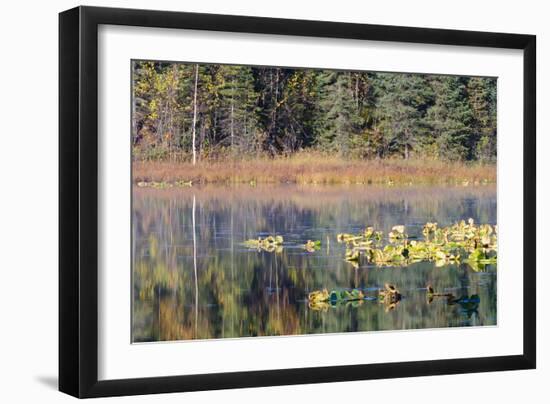 Lilly Pads Reflected in Lake-Latitude 59 LLP-Framed Photographic Print