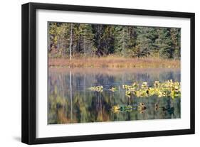 Lilly Pads Reflected in Lake-Latitude 59 LLP-Framed Photographic Print