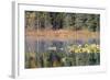 Lilly Pads Reflected in Lake-Latitude 59 LLP-Framed Photographic Print