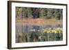 Lilly Pads Reflected in Lake-Latitude 59 LLP-Framed Photographic Print