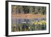 Lilly Pads Reflected in Lake-Latitude 59 LLP-Framed Photographic Print