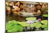 Lilly Pond-Jan Michael Ringlever-Mounted Art Print