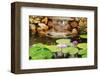 Lilly Pond-Jan Michael Ringlever-Framed Art Print