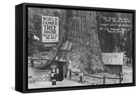 Lilly Redwood Park Tree House California Photograph - Redwoods, CA-Lantern Press-Framed Stretched Canvas