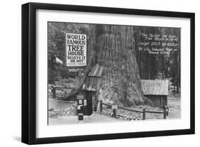 Lilly Redwood Park Tree House California Photograph - Redwoods, CA-Lantern Press-Framed Art Print