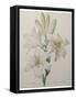 Lilly-Pierre-Joseph Redoute-Framed Stretched Canvas