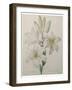 Lilly-Pierre-Joseph Redoute-Framed Art Print