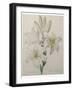 Lilly-Pierre-Joseph Redoute-Framed Art Print