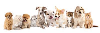 Group of Puppies and  Kitten of Different Breeds, Cat and Dog-Lilun-Photographic Print