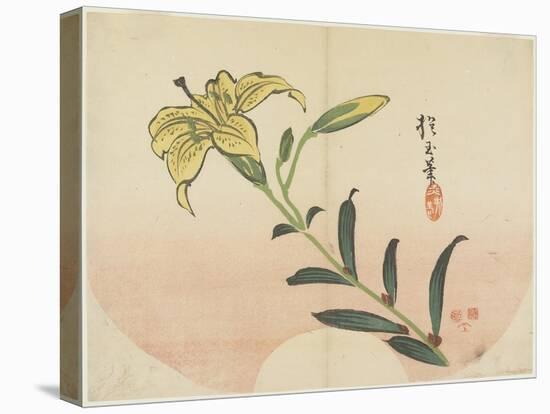 Lily, 1839-Hogyoku-Stretched Canvas