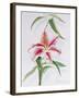 Lily, 1998-Izabella Godlewska de Aranda-Framed Giclee Print