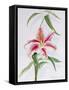 Lily, 1998-Izabella Godlewska de Aranda-Framed Stretched Canvas