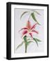 Lily, 1998-Izabella Godlewska de Aranda-Framed Giclee Print