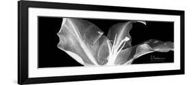 Lily 1-Albert Koetsier-Framed Art Print