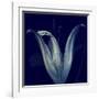 Lily 1-Johan Lilja-Framed Giclee Print